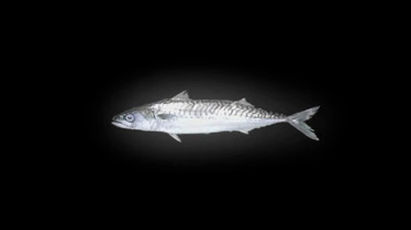 almamegretta